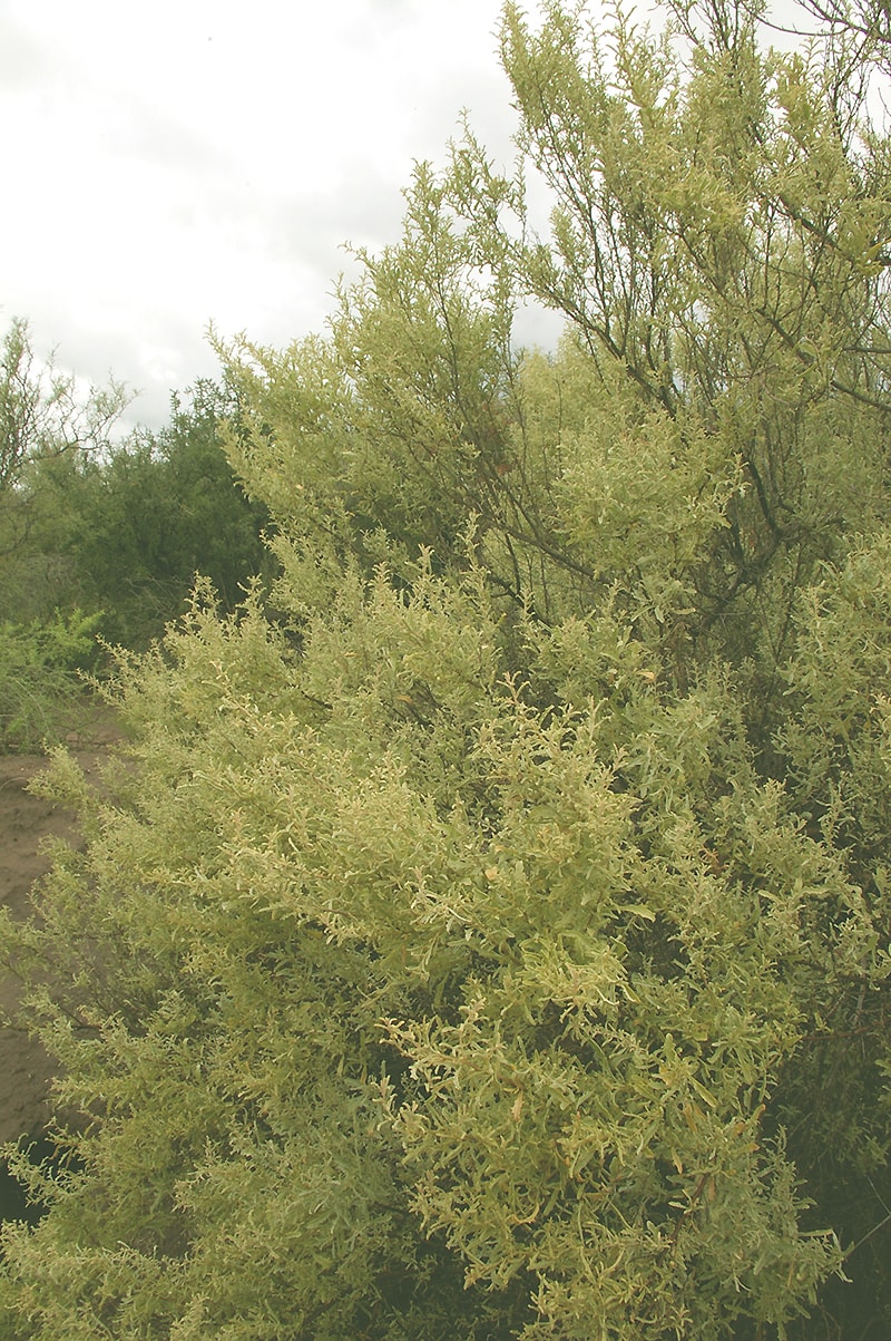 Image of Atriplex lampa specimen.