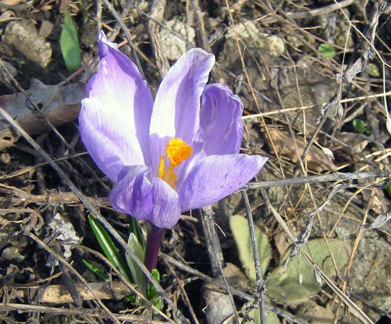 Изображение особи Crocus vernus.