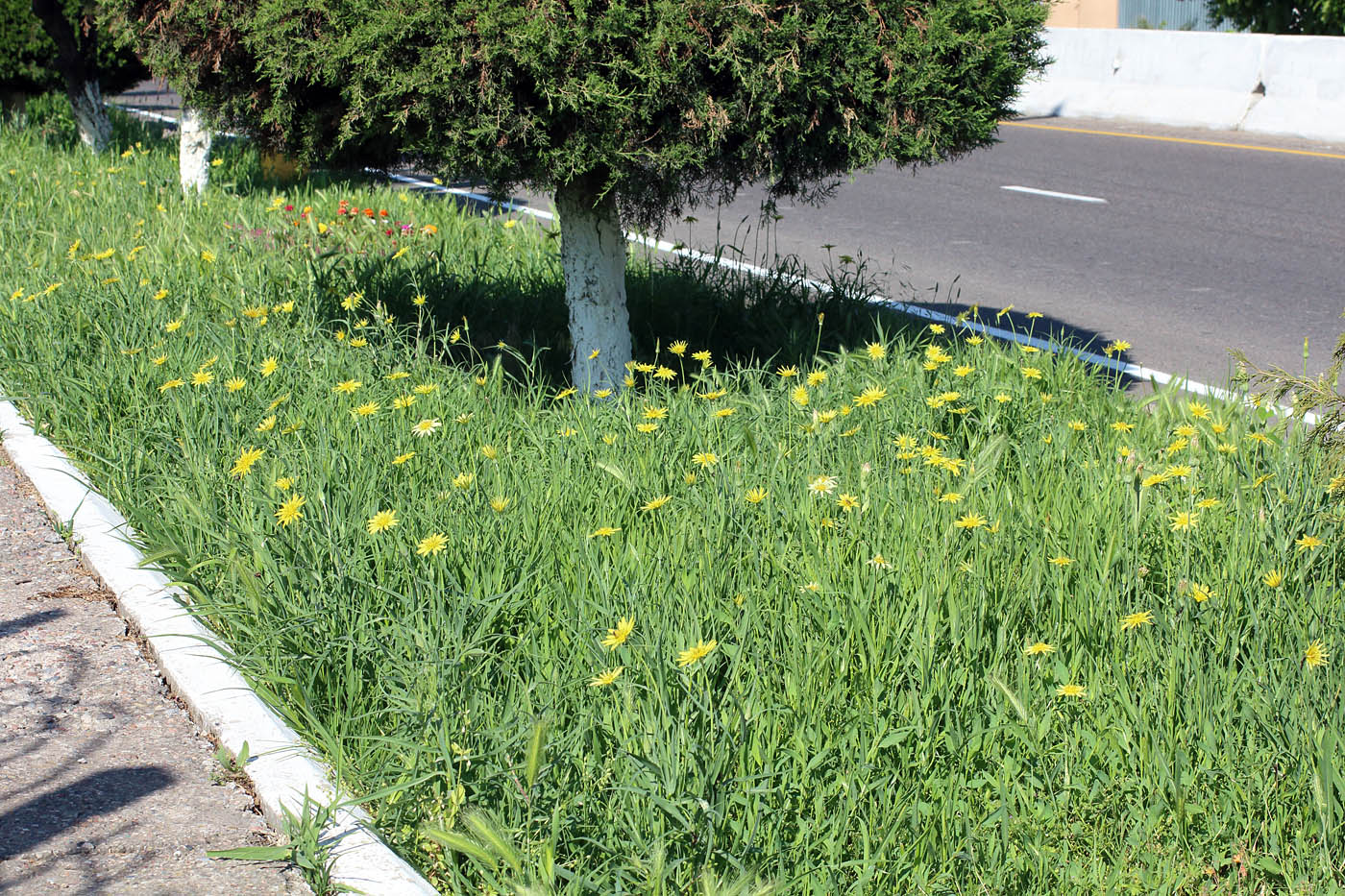 Изображение особи Tragopogon graminifolius.