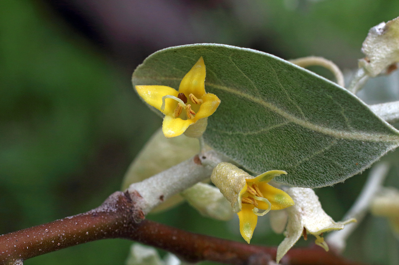 Изображение особи Elaeagnus orientalis.