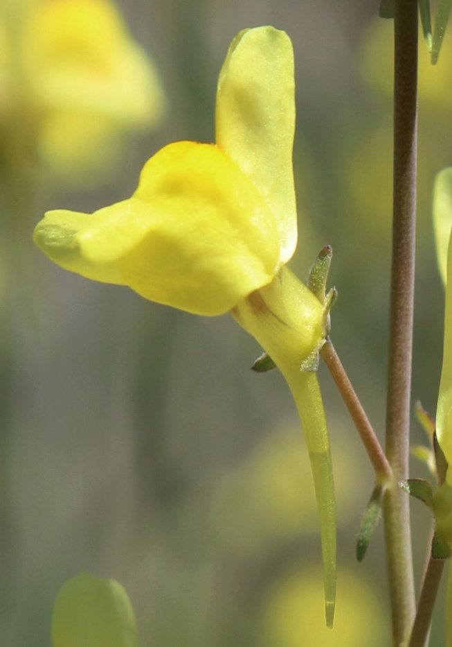 Изображение особи Linaria uralensis.