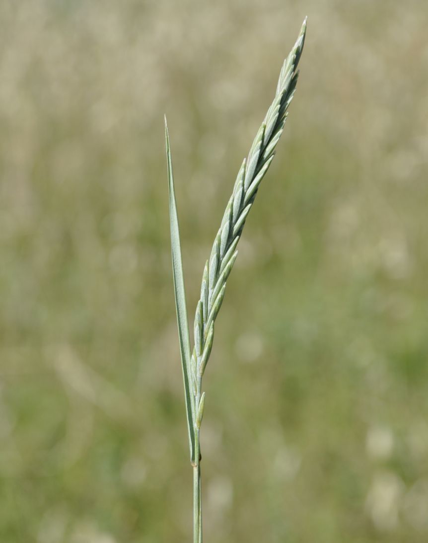 Image of Elytrigia repens specimen.