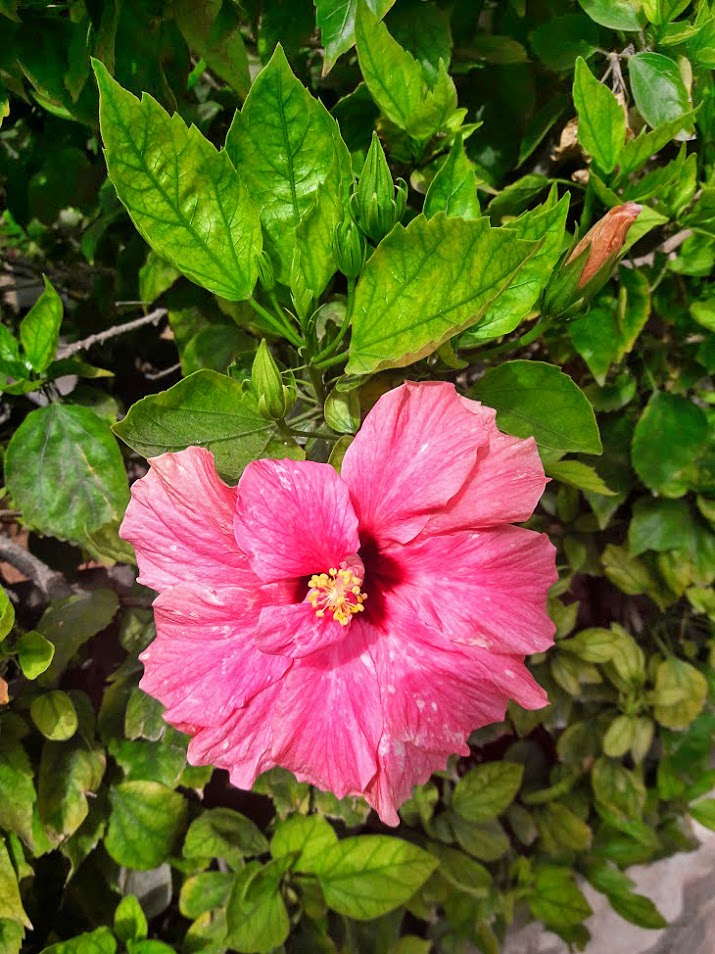 Image of Hibiscus rosa-sinensis specimen.