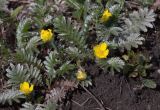 Potentilla anserina