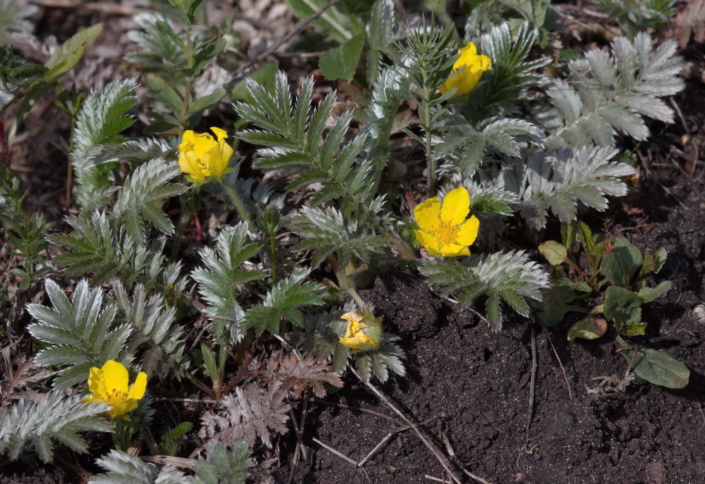 Изображение особи Potentilla anserina.