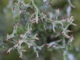 Cladonia furcata