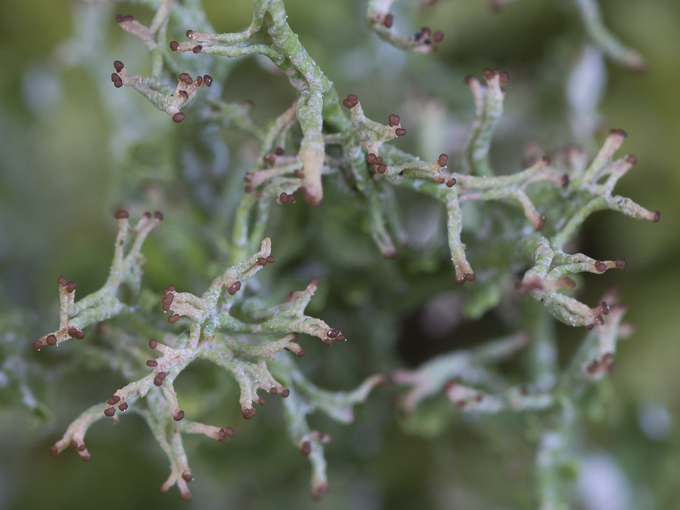 Изображение особи Cladonia furcata.
