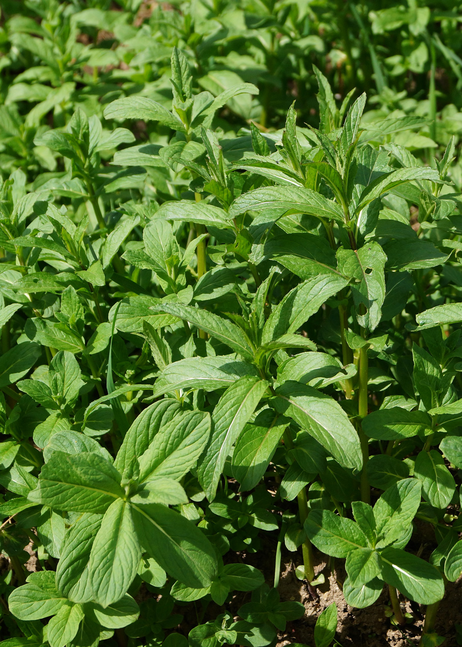 Image of Mentha asiatica specimen.