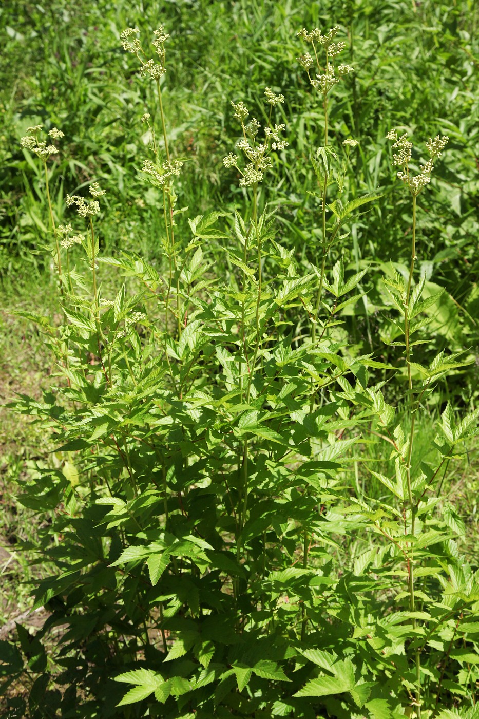 Image of Filipendula ulmaria specimen.