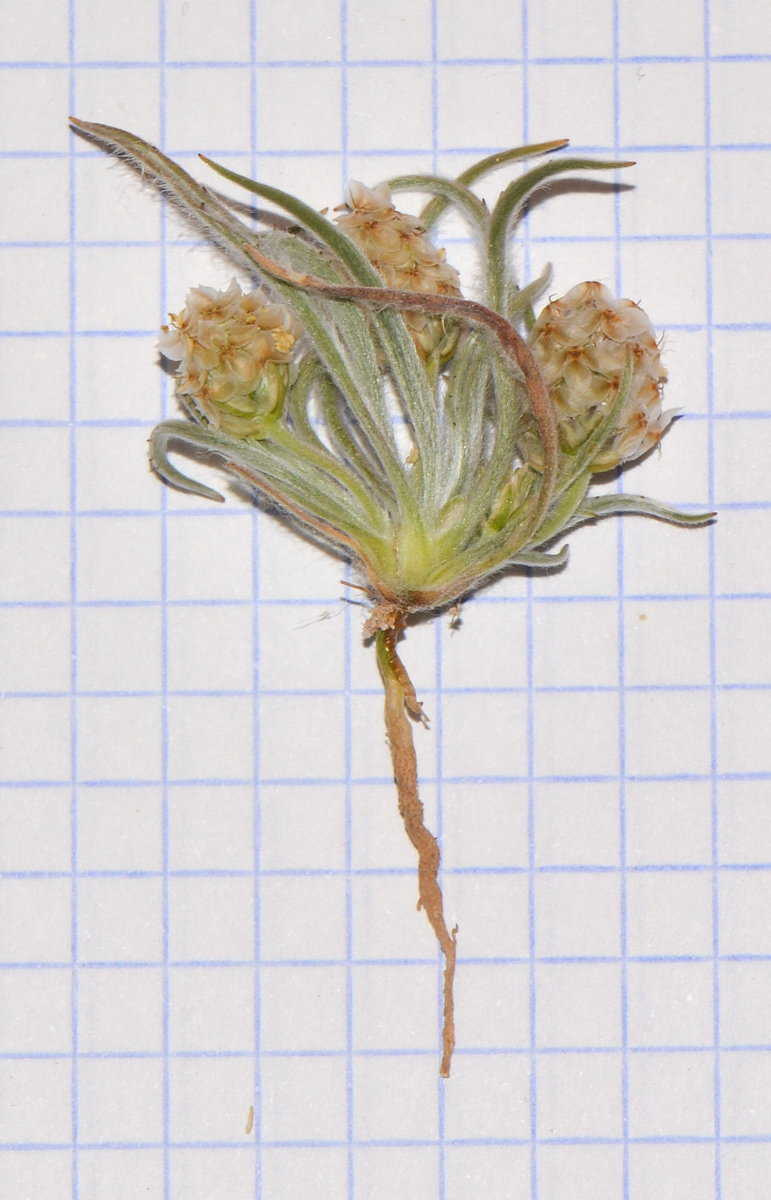 Image of Plantago ovata specimen.