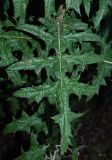 Echinops sphaerocephalus