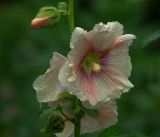 Alcea rosea