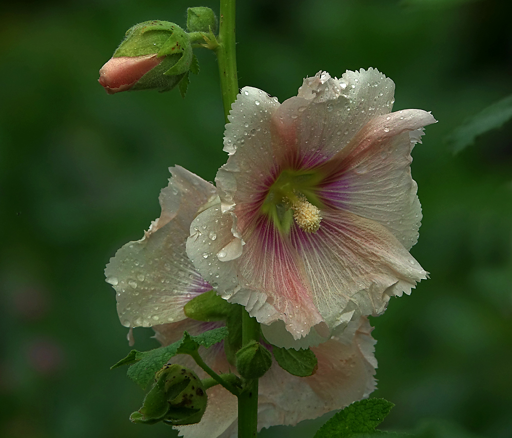 Image of Alcea rosea specimen.