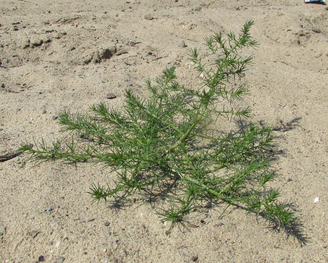 Image of Salsola collina specimen.