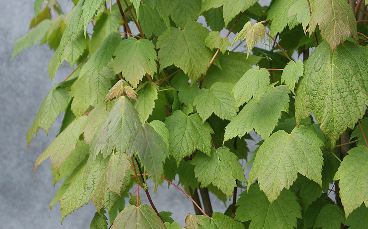Image of genus Acer specimen.