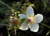 Parnassia palustris. Цветок и завязь. Иркутская обл., Иркутский р-н, дер. Позднякова, луг. 29.08.2017.