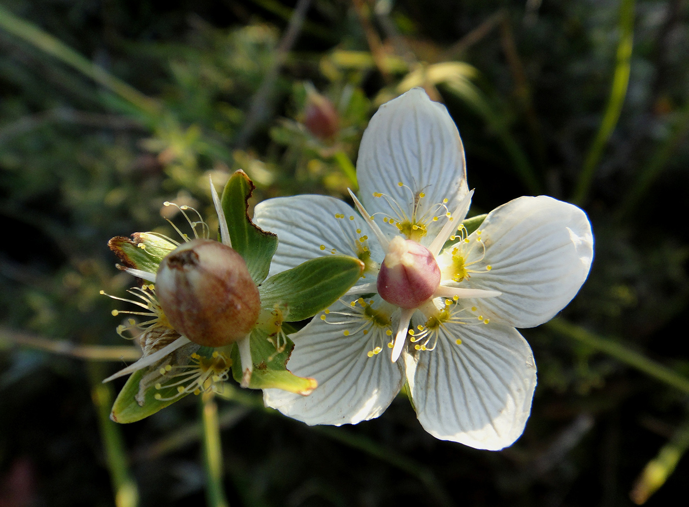 Изображение особи Parnassia palustris.