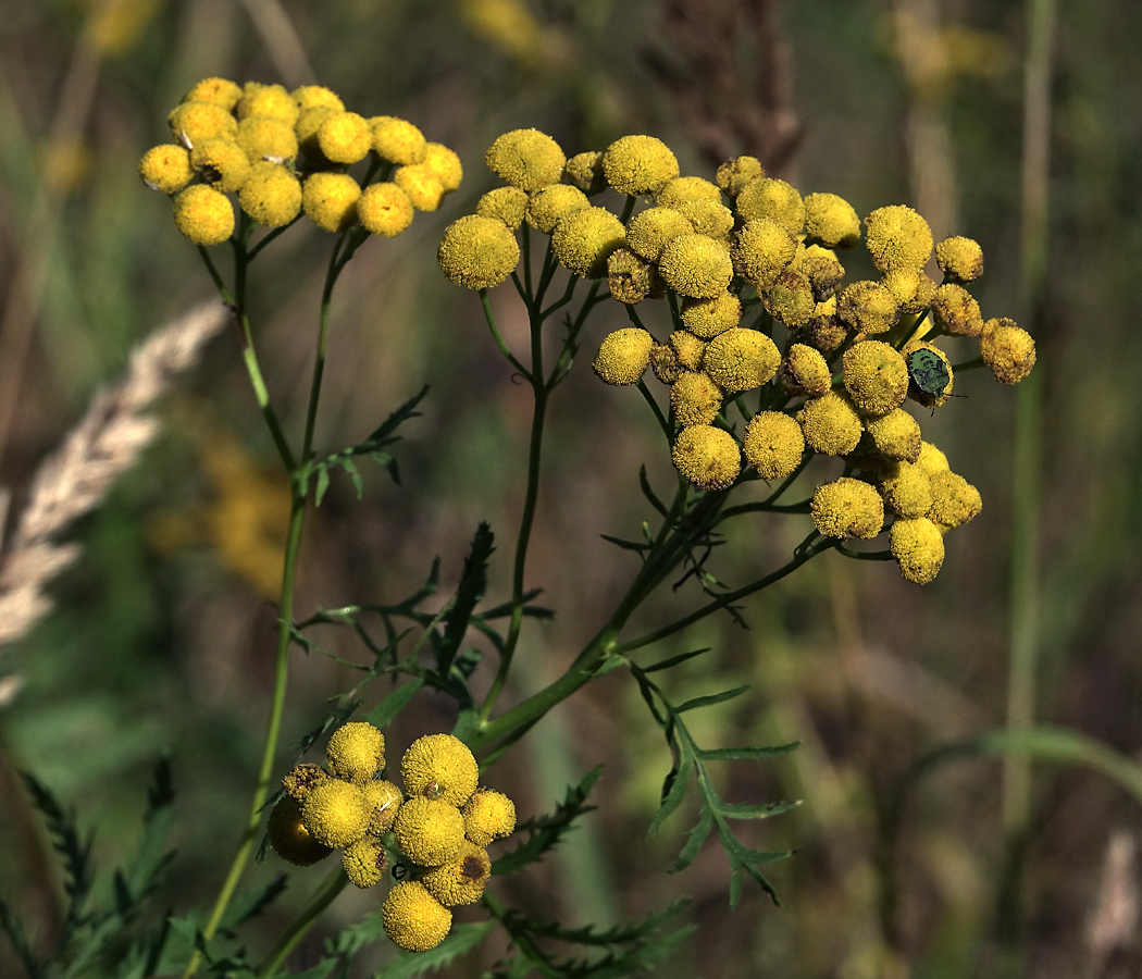 Image of Tanacetum vulgare specimen.