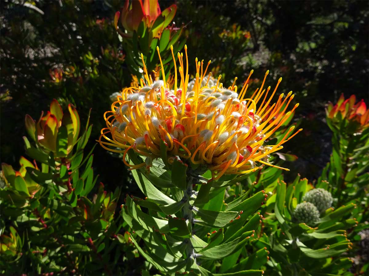 Изображение особи Leucospermum cuneiforme.