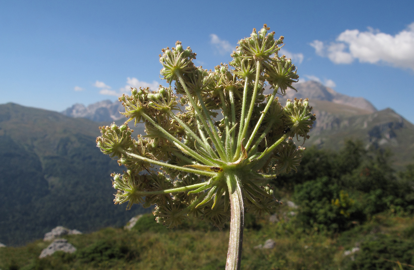 Image of Seseli libanotis specimen.