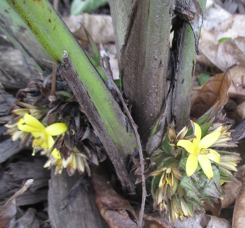 Изображение особи Molineria capitulata.