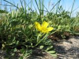 Potentilla orientalis. Цветущее растение. Южный Казахстан, Сырдарьинский Каратау, горы Улькунбурултау, ≈ 900 м н.у.м., степное каменистое плато. 4 мая 2017 г.