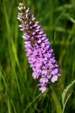 Dactylorhiza baltica. Соцветие. Московская обл., Одинцовский р-н, окр. г. Кубинка, луг на берегу пруда. 14.06.2016.