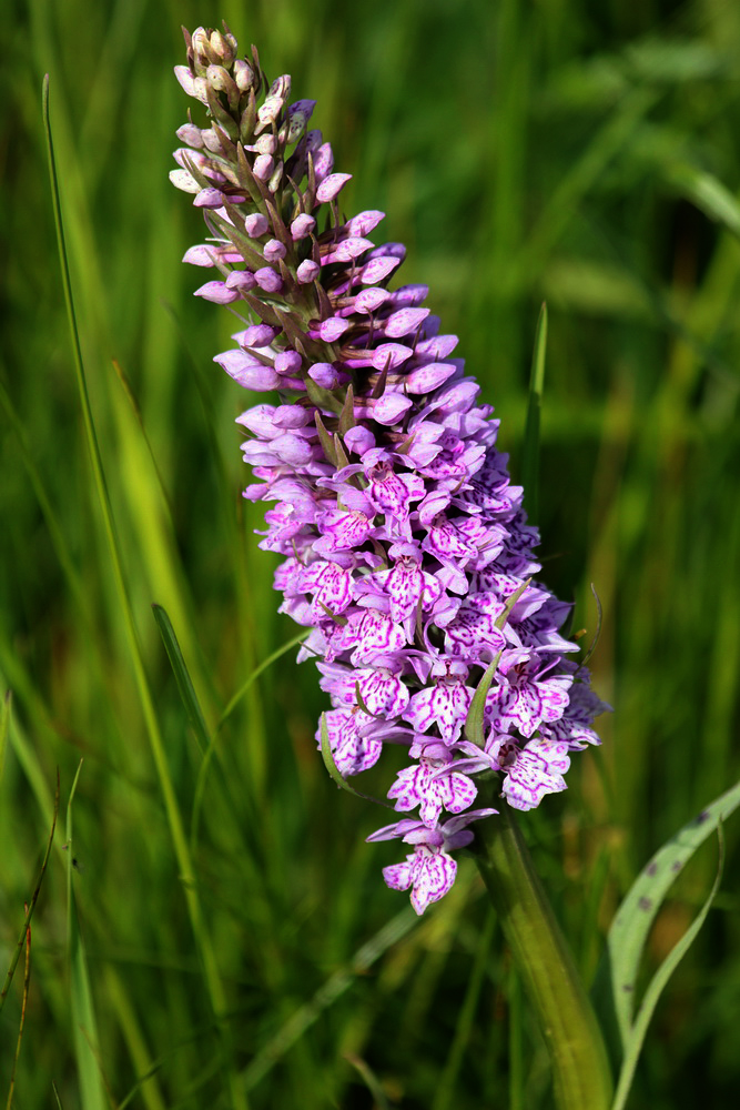 Изображение особи Dactylorhiza baltica.