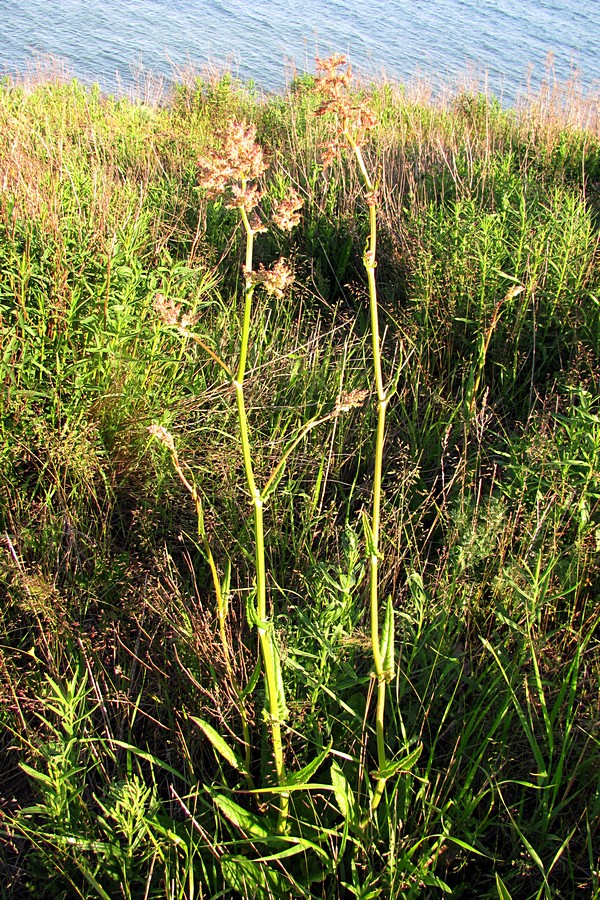 Изображение особи Rumex tuberosus.