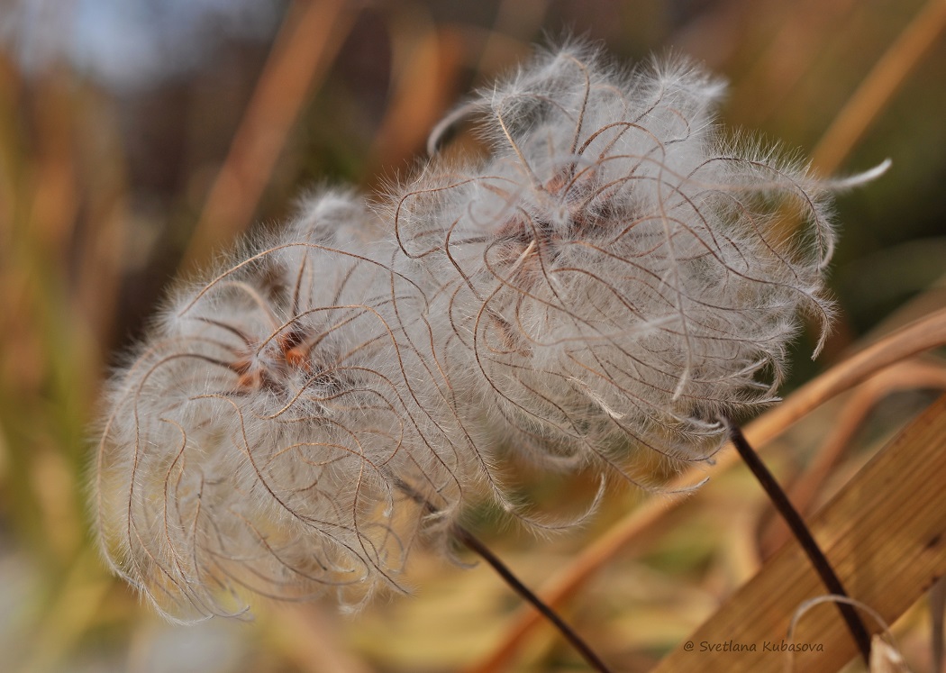 Image of Clematis integrifolia specimen.