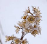 Solidago virgaurea. Заиндевевшие остатки сухого соплодия. Башкортостан, Белорецкий р-н, Верхнеавзянский сельсовет, окр. с. Исмакаево, хр. Большой Шатак, ≈ 1000 м н.у.м, разреженный лиственный лес с преобладанием берёзы. 5 ноября 2017 г.