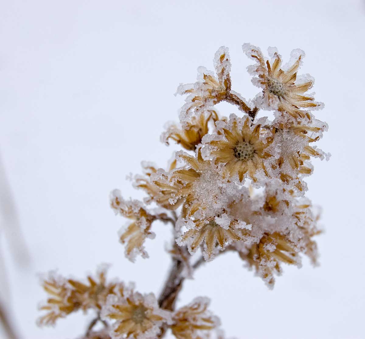 Изображение особи Solidago virgaurea.