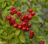 × Crataegosorbus miczurinii. Соплодие. На фото слева с бордовым стеблем - Mentha. Пермский край, г. Пермь, Кировский р-н, садовый участок, в культуре. 11 сентября 2017 г.