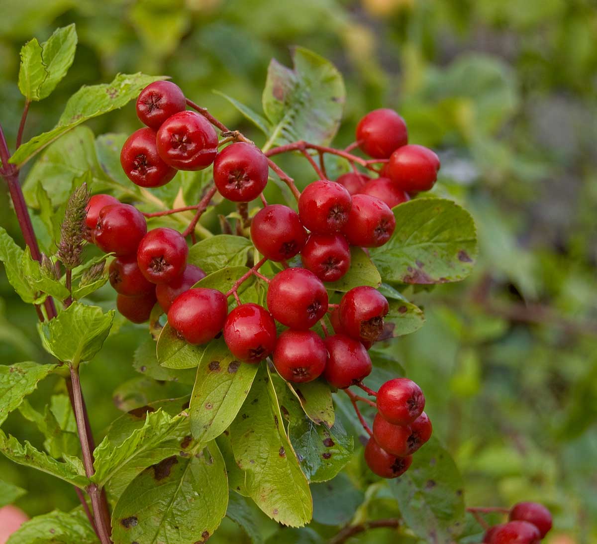 Изображение особи &times; Crataegosorbus miczurinii.