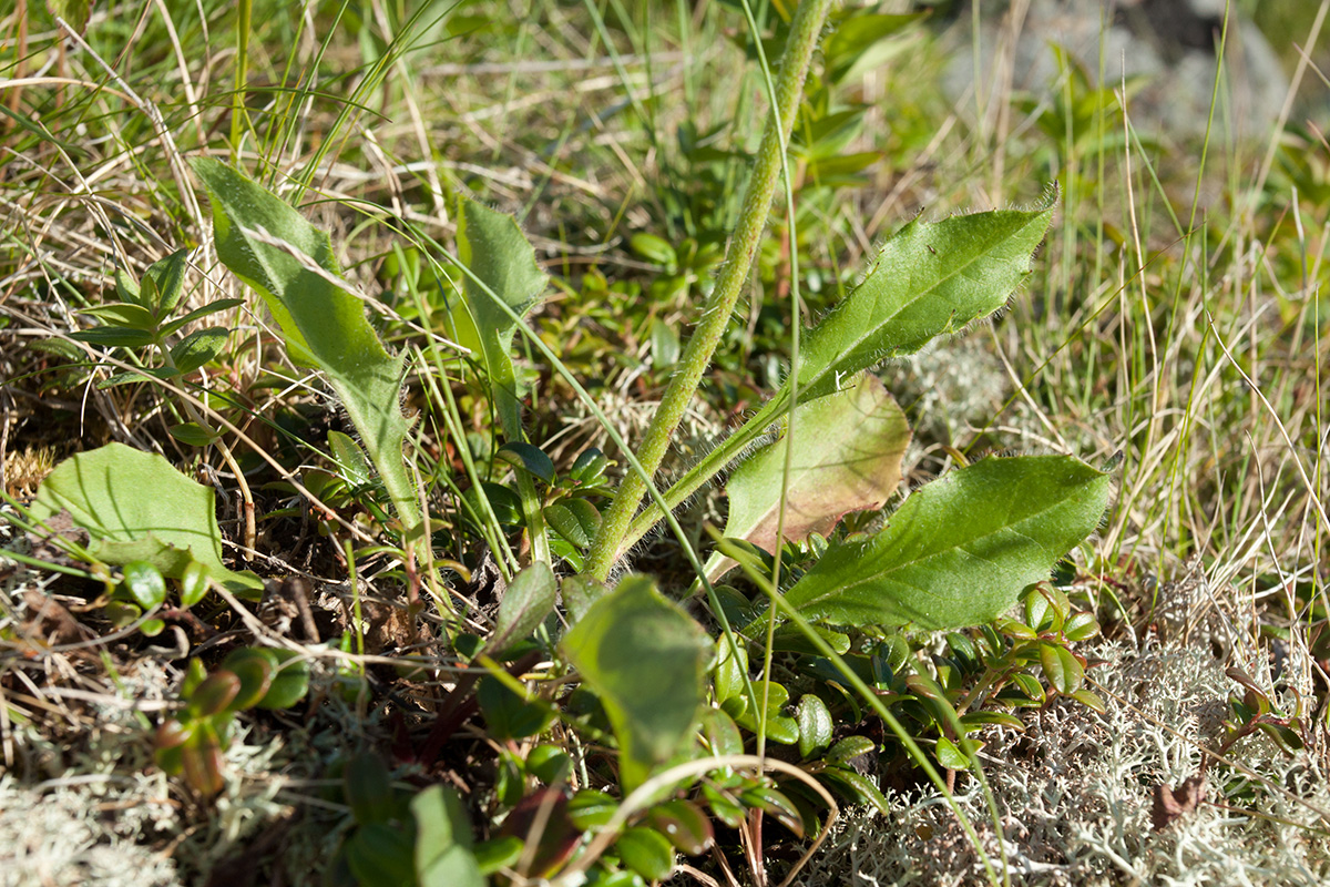 Изображение особи род Hieracium.