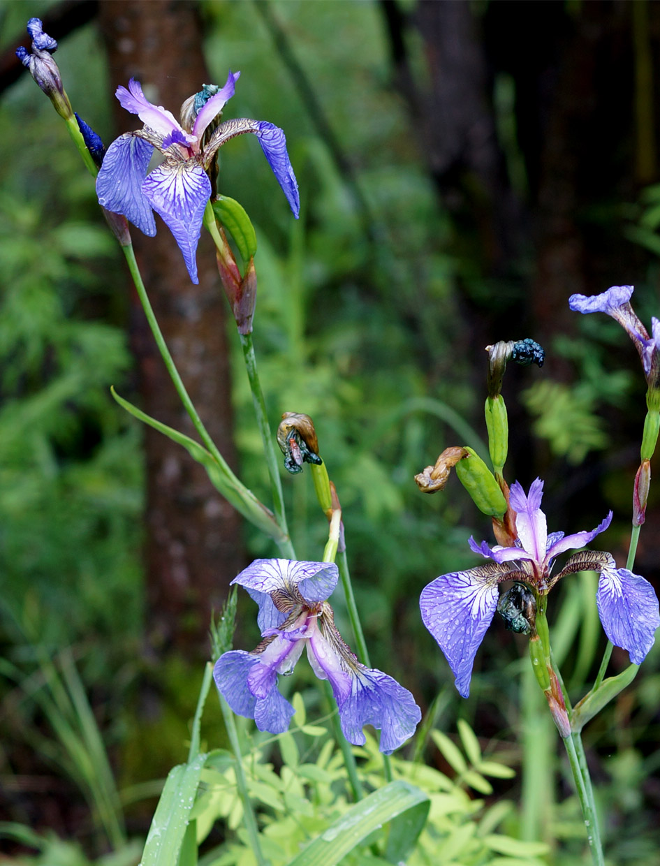 Изображение особи Iris setosa.