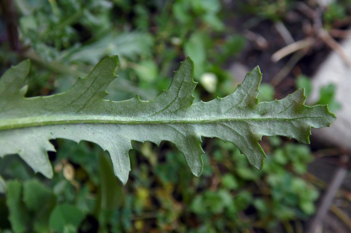 Изображение особи Senecio vulgaris.