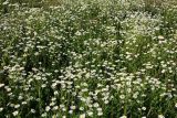 Tripleurospermum inodorum