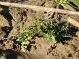 Potentilla supina