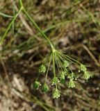 Falcaria vulgaris