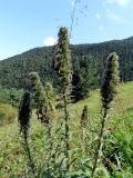 Echium russicum