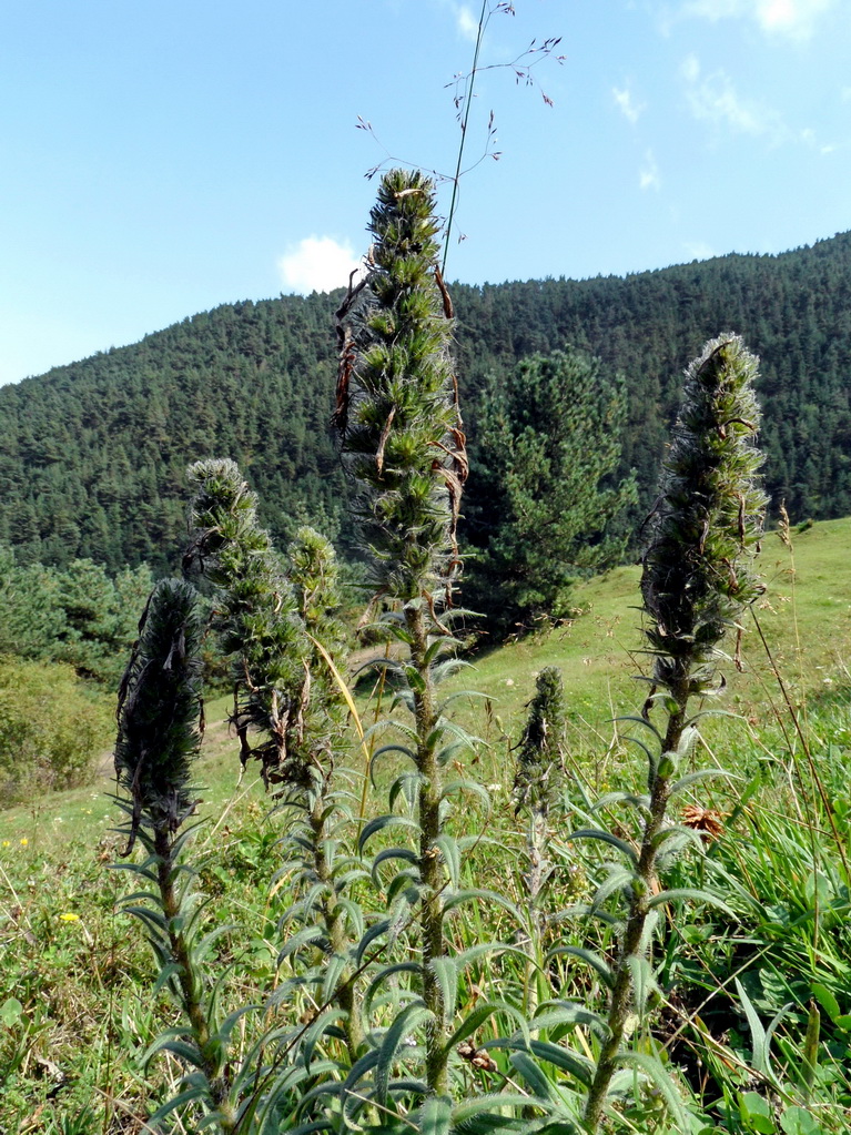 Image of Echium russicum specimen.