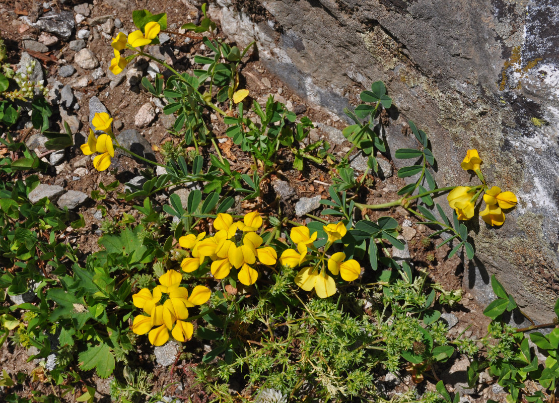 Изображение особи Coronilla coronata.