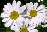 Pyrethrum corymbosum