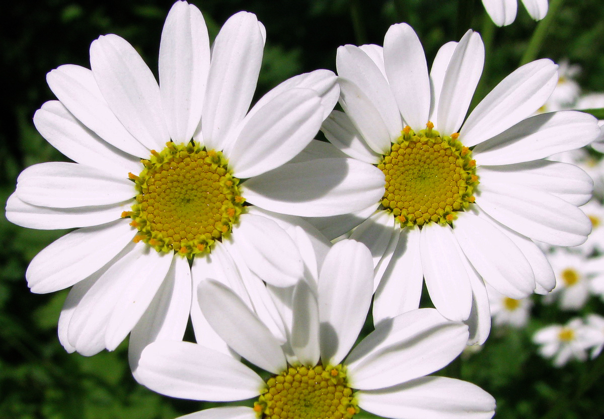 Image of Pyrethrum corymbosum specimen.