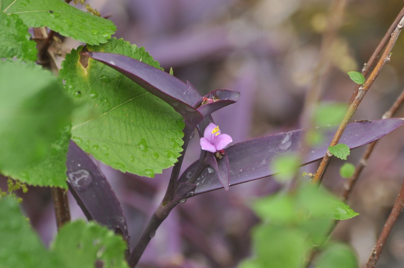 Изображение особи Tradescantia pallida.