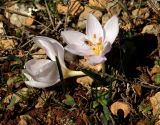 Colchicum triphyllum