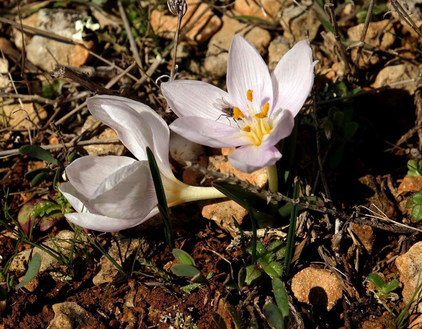 Изображение особи Colchicum triphyllum.