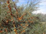 Hippophae rhamnoides. Плодоносящий кустарник. Грузия, край Мцхета-Мтианети, Казбегский муниципалитет, левый борт долины р. Сно. 22.09.2016.