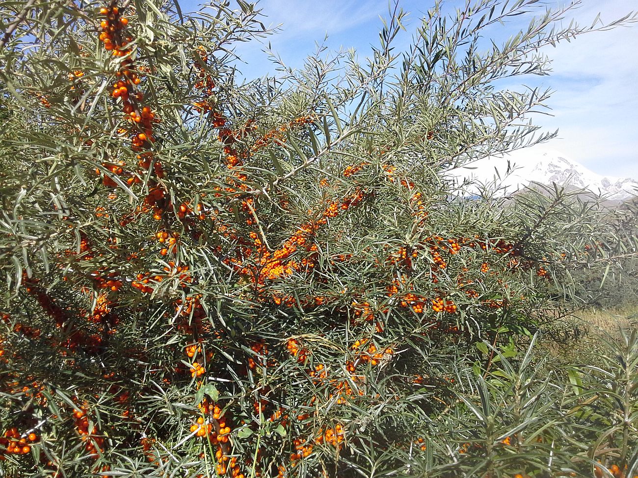 Image of Hippophae rhamnoides specimen.